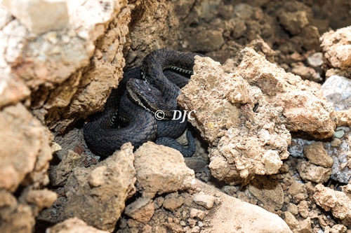 Gloydius liupanensis