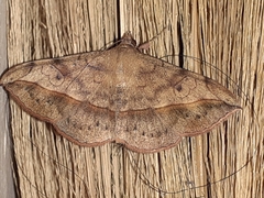 Anticarsia irrorata