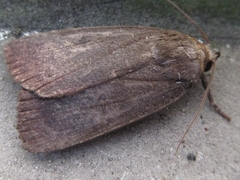Amphipyra livida