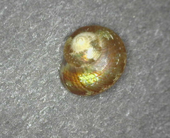 Calliotrochus marmoreus