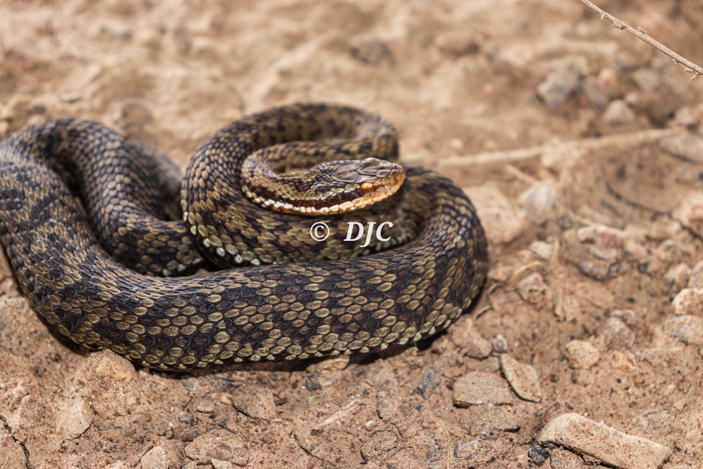 Mount Liupan Pitviper