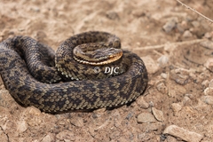 Mount Liupan Pitviper photo 1