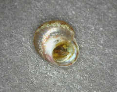 Calliotrochus marmoreus