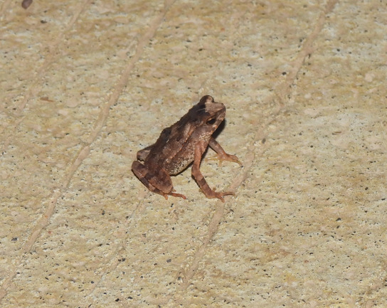 Kodok-buduk Bergerigi (Ingerophrynus divergens)