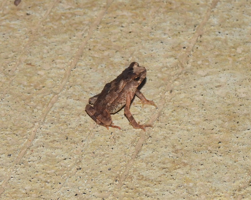 Ingerophrynus divergens