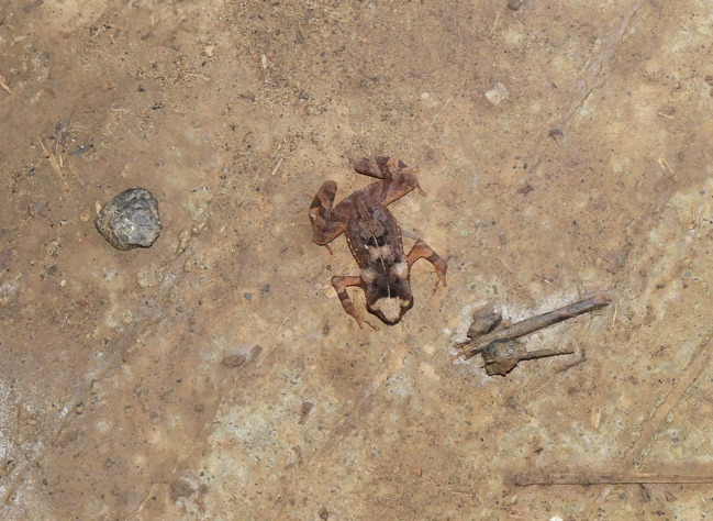 Kodok-buduk Bergerigi (Ingerophrynus divergens)