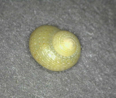 Calliotrochus marmoreus