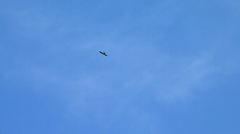 Ictinia mississippiensis