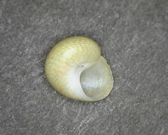 Calliotrochus marmoreus