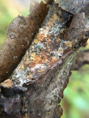 Peniophora laeta