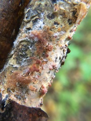Peniophora laeta