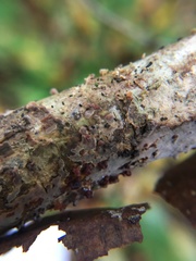 Peniophora laeta