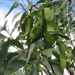 Acacia flavescens