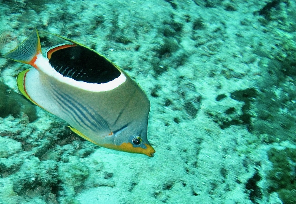 Blackblotch Butterflyfish