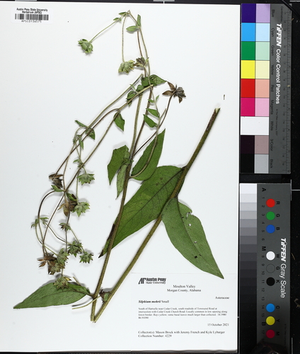 Silphium mohrii, photograph 4