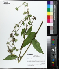 author not stated, no rights reserved Silphium mohrii, photograph author not stated, no rights reserved