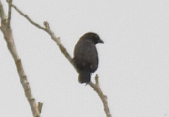 Grey-headed Nigrita (Nigrita canicapillus), photo 6