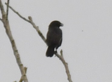 Grey-headed Nigrita (Nigrita canicapillus), photo 8