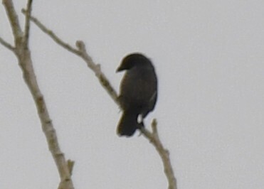 Grey-headed Nigrita (Nigrita canicapillus), photo 9