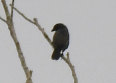 Grey-headed Nigrita (Nigrita canicapillus), photo 7