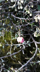 Gaultheria macrostigma