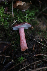 Russula queletii
