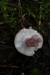 Russula queletii