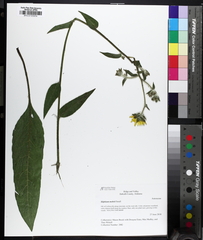 author not stated, no rights reserved Silphium mohrii, photograph author not stated, no rights reserved
