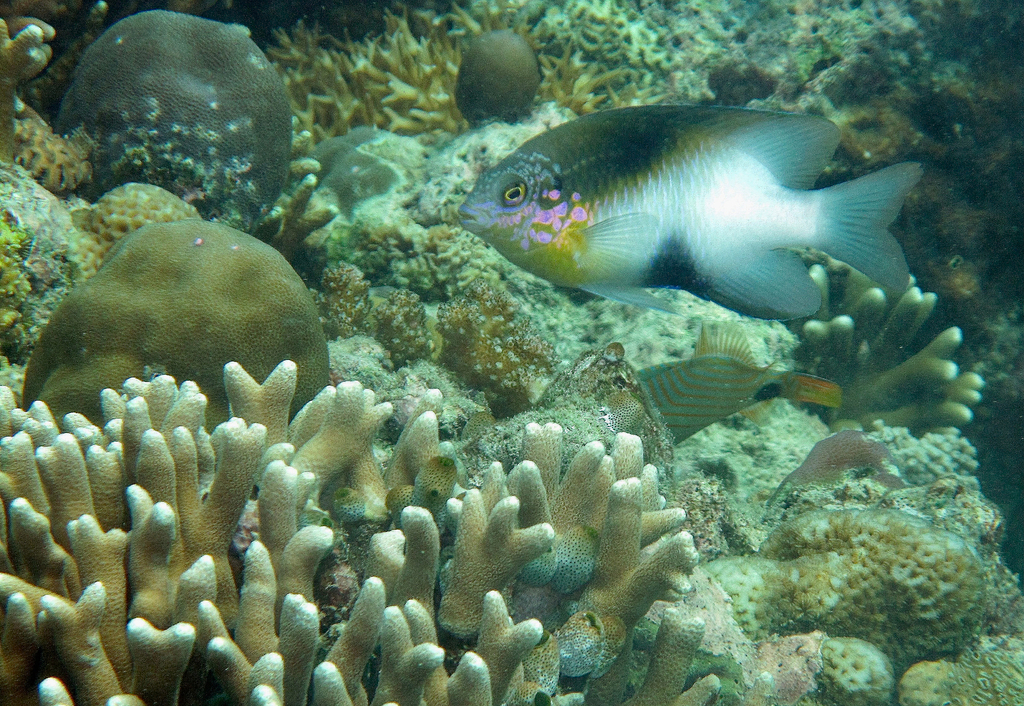 Black-vent damsel