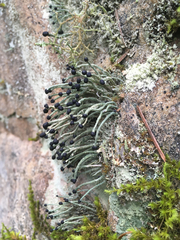 Pilophorus acicularis