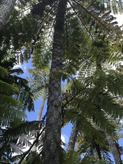 Sphaeropteris excelsa