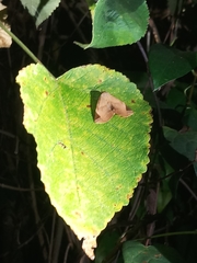 Psimada quadripennis