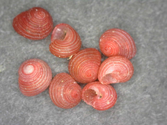 Collonista rubricincta