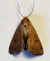 Abagrotis trigona