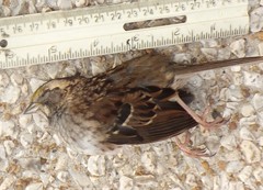 Zonotrichia albicollis