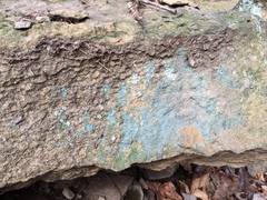 Leprocaulon adhaerens