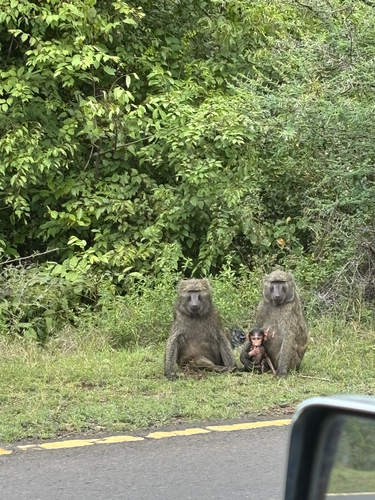 Olive Baboon