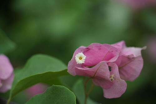 Bougainvillea peruviana
