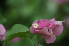 Bougainvillea peruviana