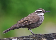 Dark-Bellied Cinclodes photo 2