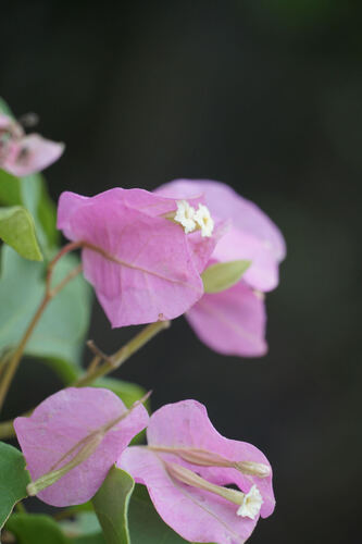 Bougainvillea peruviana, photograph 1