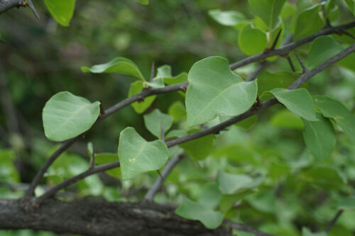 Bougainvillea peruviana, photograph 2