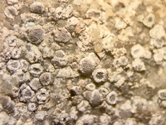 Myriolecis carlottiana