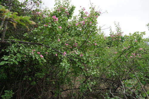 Bougainvillea peruviana, photograph 3