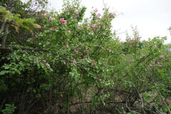Bougainvillea peruviana, photograph (c) Connor Connolly-Moyls, some rights reserved (CC BY)