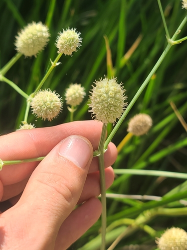 Eryngium sparganophyllum, photograph 1