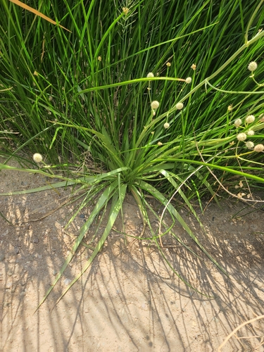 Eryngium sparganophyllum, photograph 2