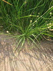 Eryngium sparganophyllum, photograph author not stated, no rights reserved