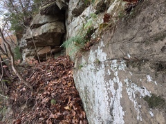 Myriolecis carlottiana