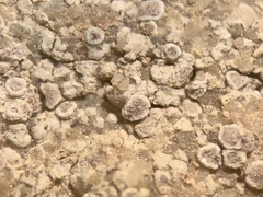 Myriolecis carlottiana